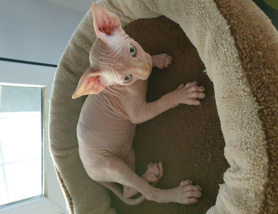 Sphynx-Kätzchen zu verkaufen.