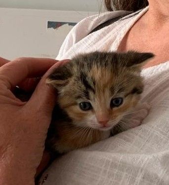 BKH-Mix-Kitten ab Ende Juni abzugeben