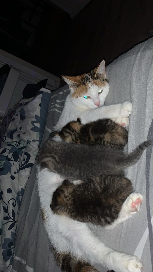 BKH-Mix-Kitten ab Ende Juni abzugeben