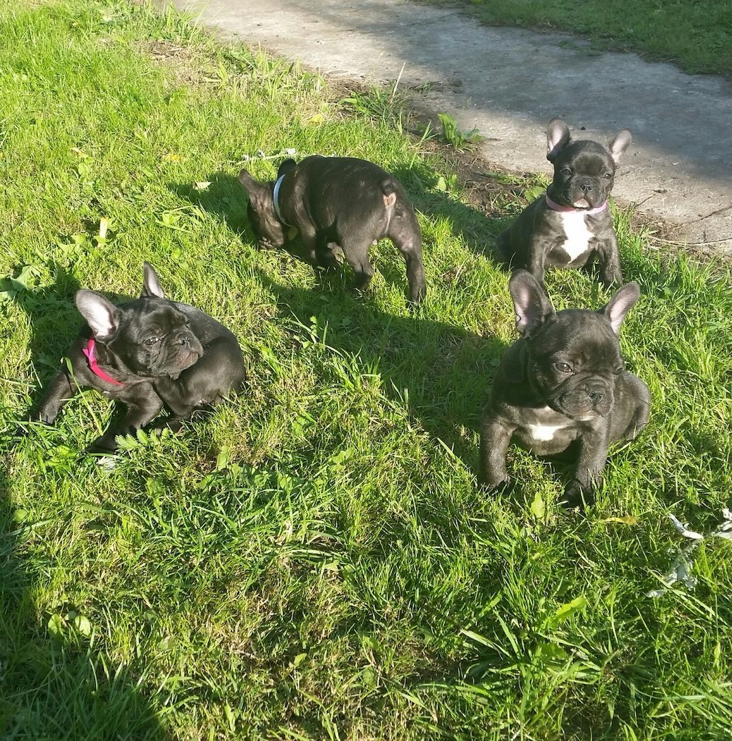 Gesunde Französische Bulldoggen Welpen mit mehr Nase.