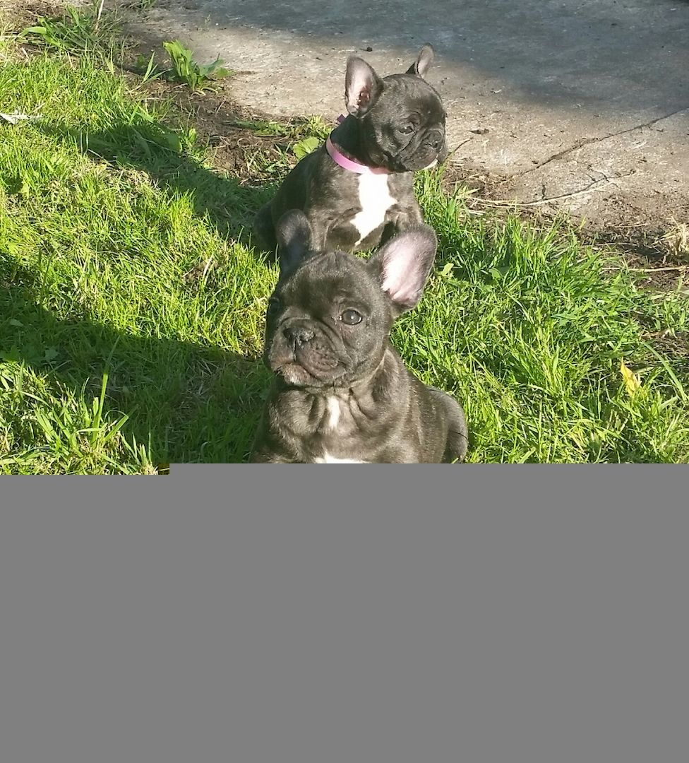 Gesunde Französische Bulldoggen Welpen mit mehr Nase.