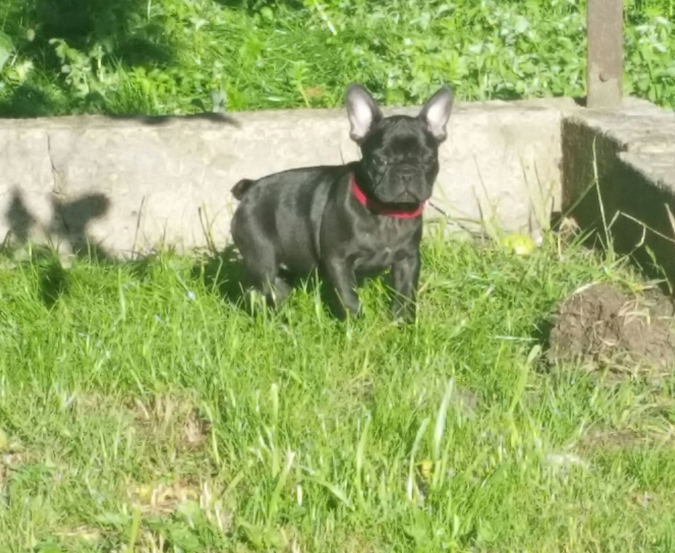 Gesunde Französische Bulldoggen Welpen mit mehr Nase.
