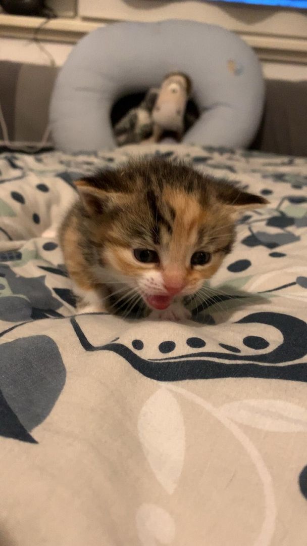 BKH-Mix-Kitten ab Ende Juni abzugeben