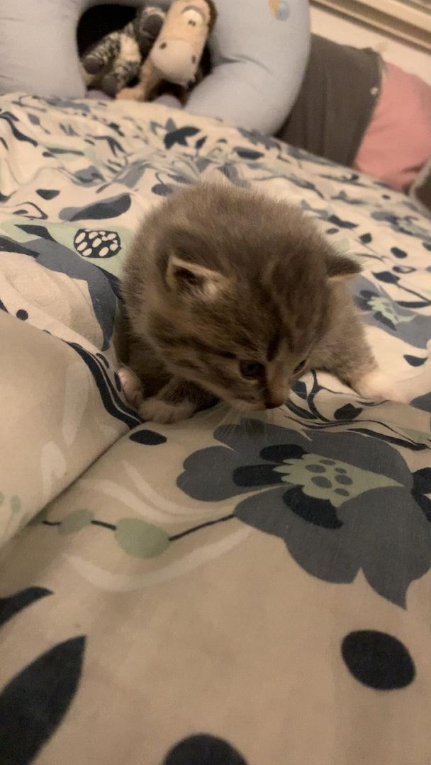 BKH-Mix-Kitten ab Ende Juni abzugeben