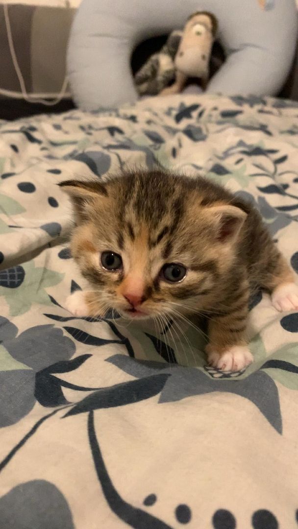 BKH-Mix-Kitten ab Ende Juni abzugeben