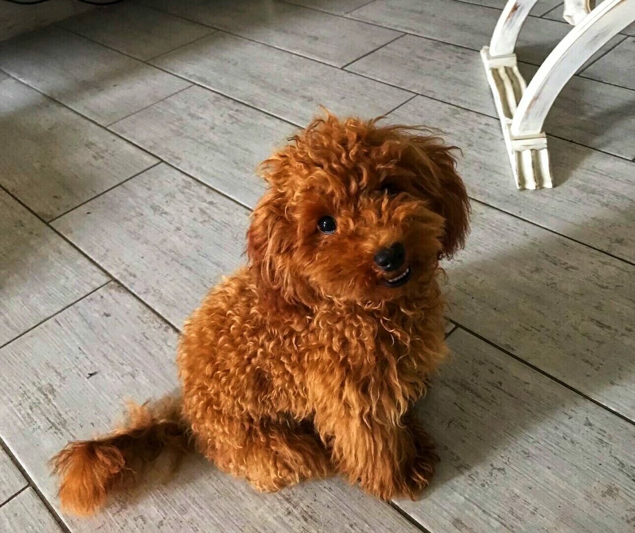 Toy und Zwerg Pudel-Welpen