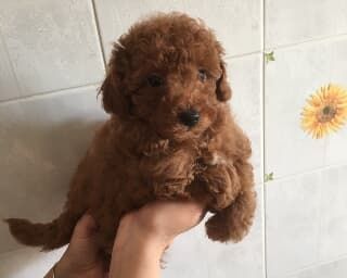 Toy und Zwerg Pudel-Welpen