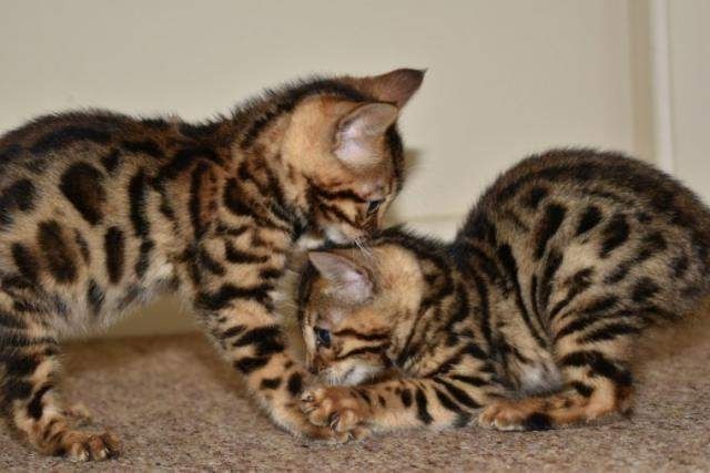 Reinrassige Bengal Kitten