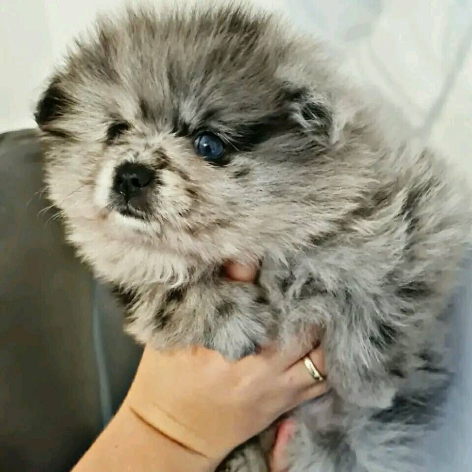 Pomeranian Zwergspitz Welpen .