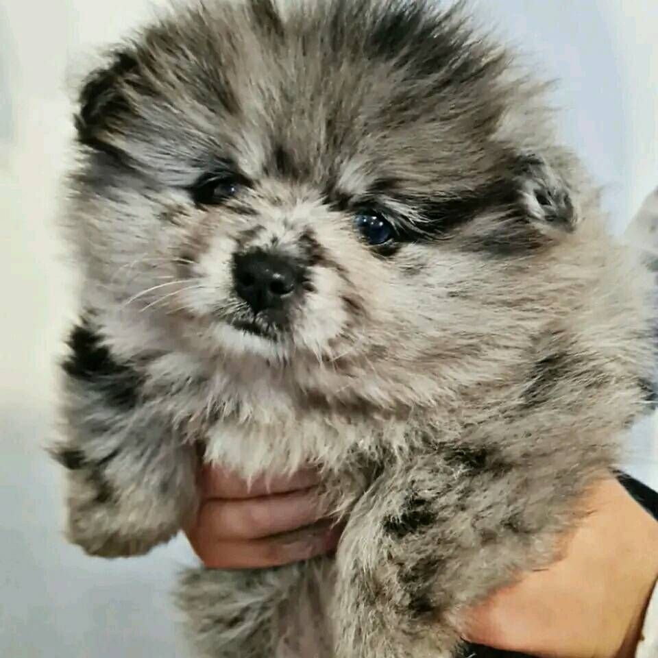 Pomeranian Zwergspitz Welpen .