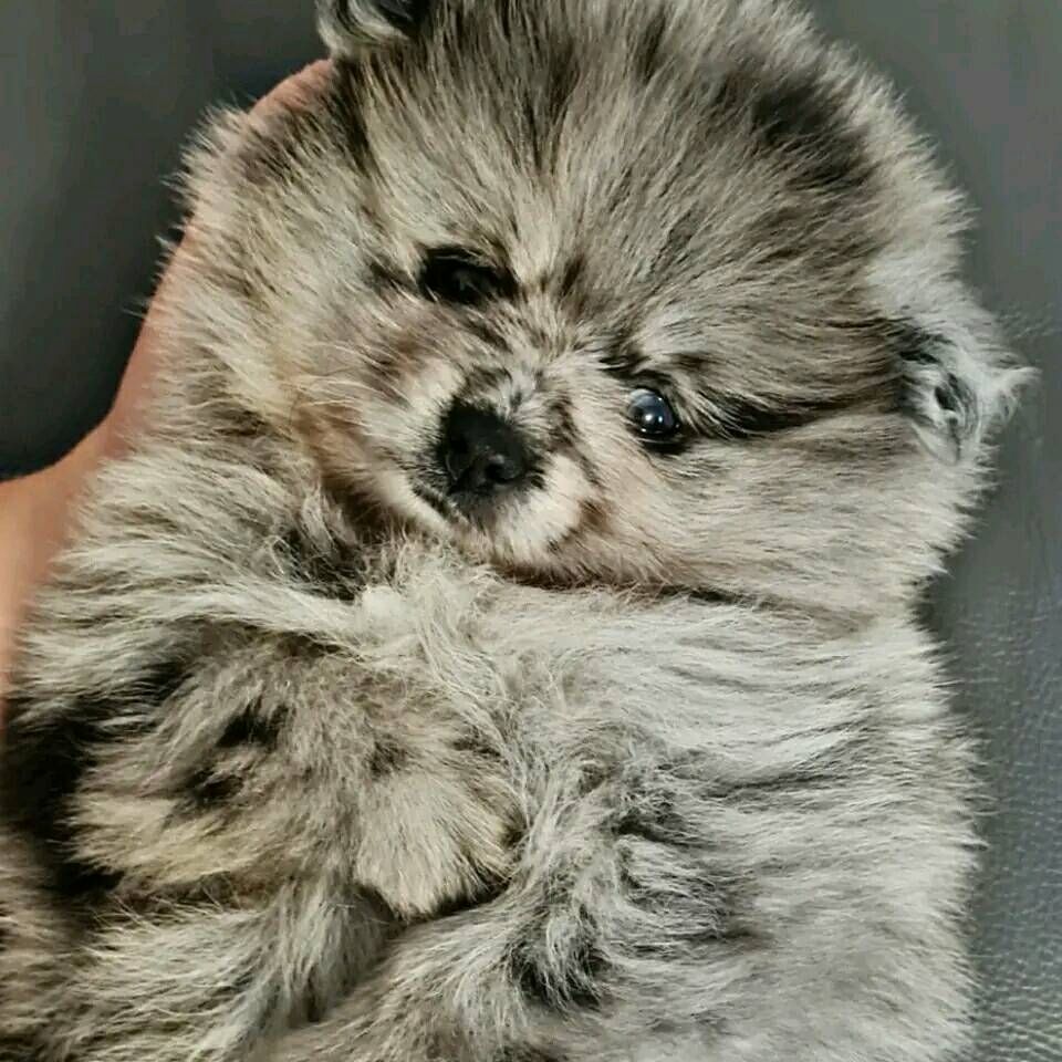 Pomeranian Zwergspitz Welpen .