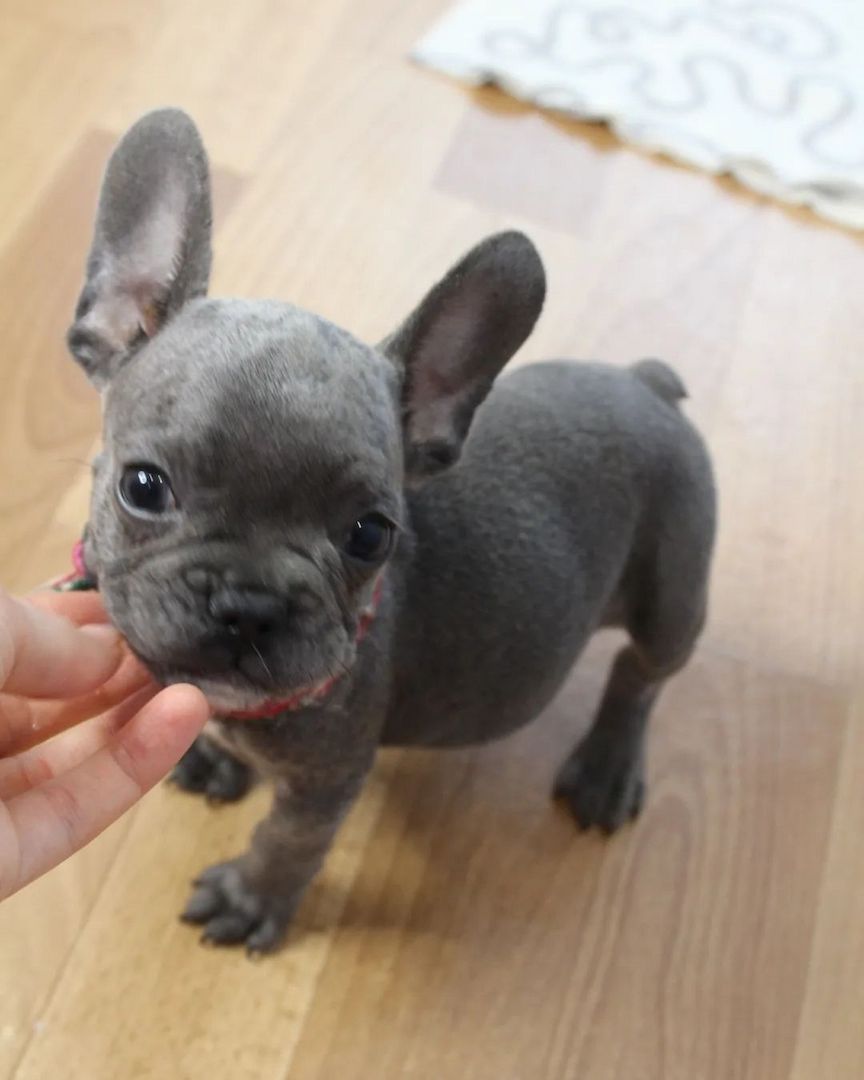 Verkaufen kleine Welpen Französische Bulldogge Verkaufen kleine Welpen Französische Bulldogge