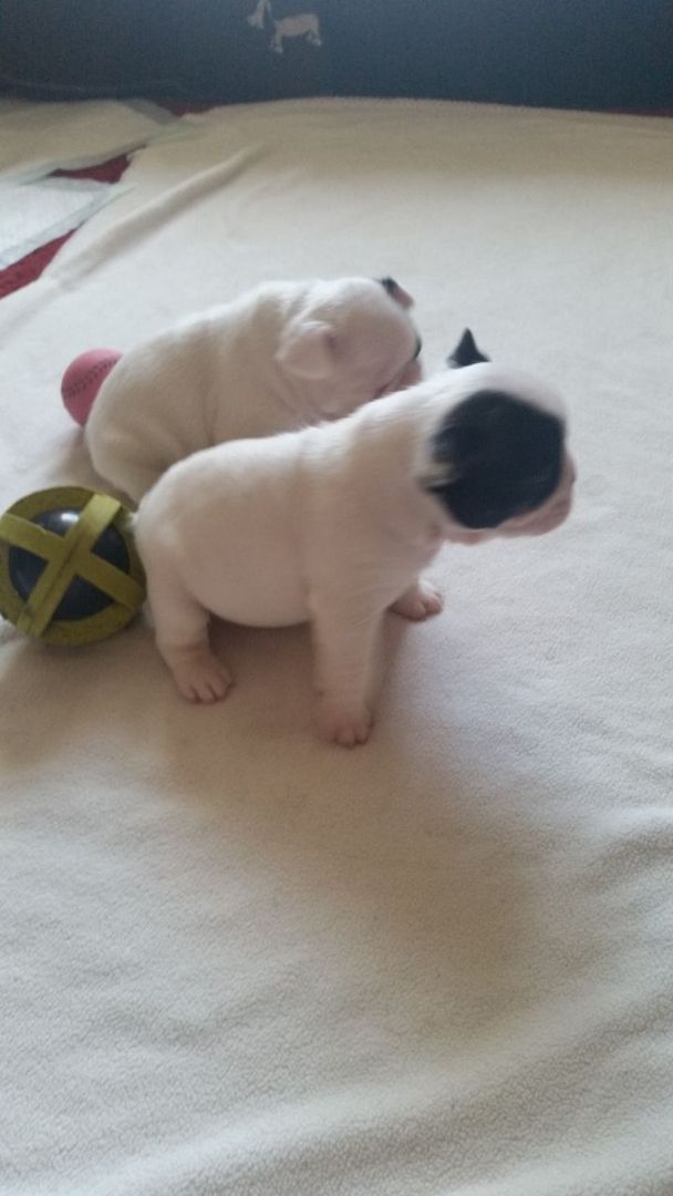 Verkaufen kleine Welpen Französische Bulldogge Verkaufen kleine Welpen Französische Bulldogge