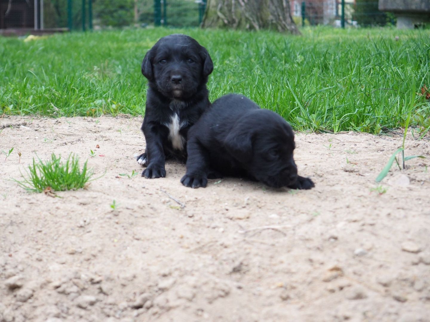 Süße Mischlingswelpen abzugeben! Ab 1.6.2025 dann 10 Wochen alt! Süße Mischlingswelpen abzugeben! Ab 1.6.2025 dann 10 Wochen alt!