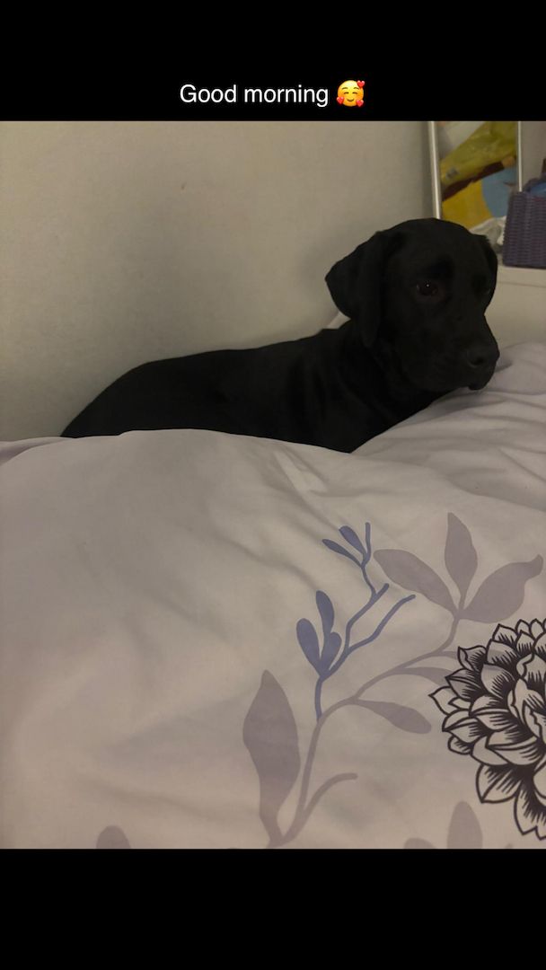 Carne corso mix ridgeback Welpe