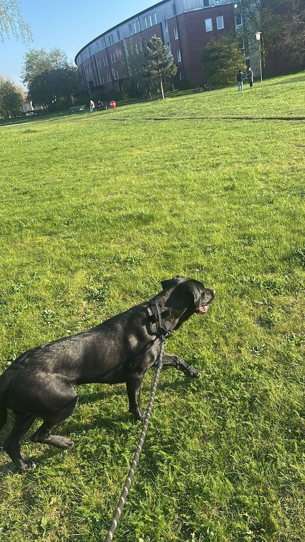 Carne corso mix ridgeback Welpe