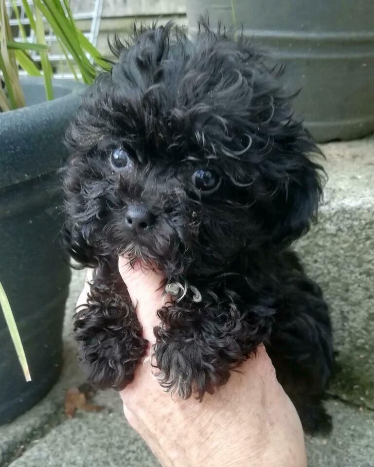 Bolonka Zwetna Welpen mit Ahnentafel