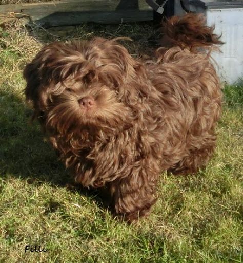 Bolonka Zwetna Welpen mit Ahnentafel
