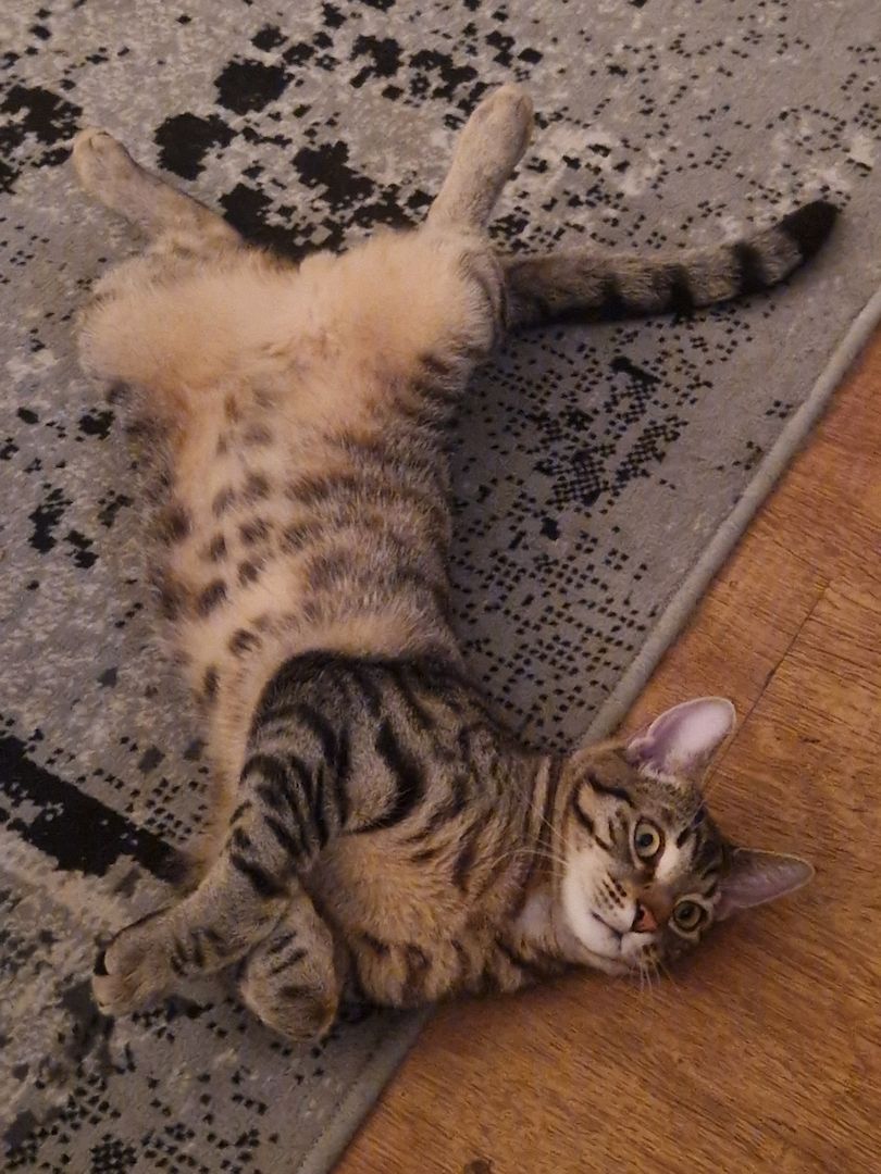 Bengal-Mix Kater