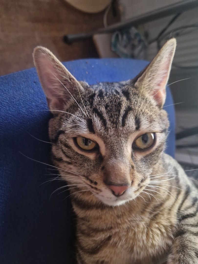 Bengal-Mix Kater
