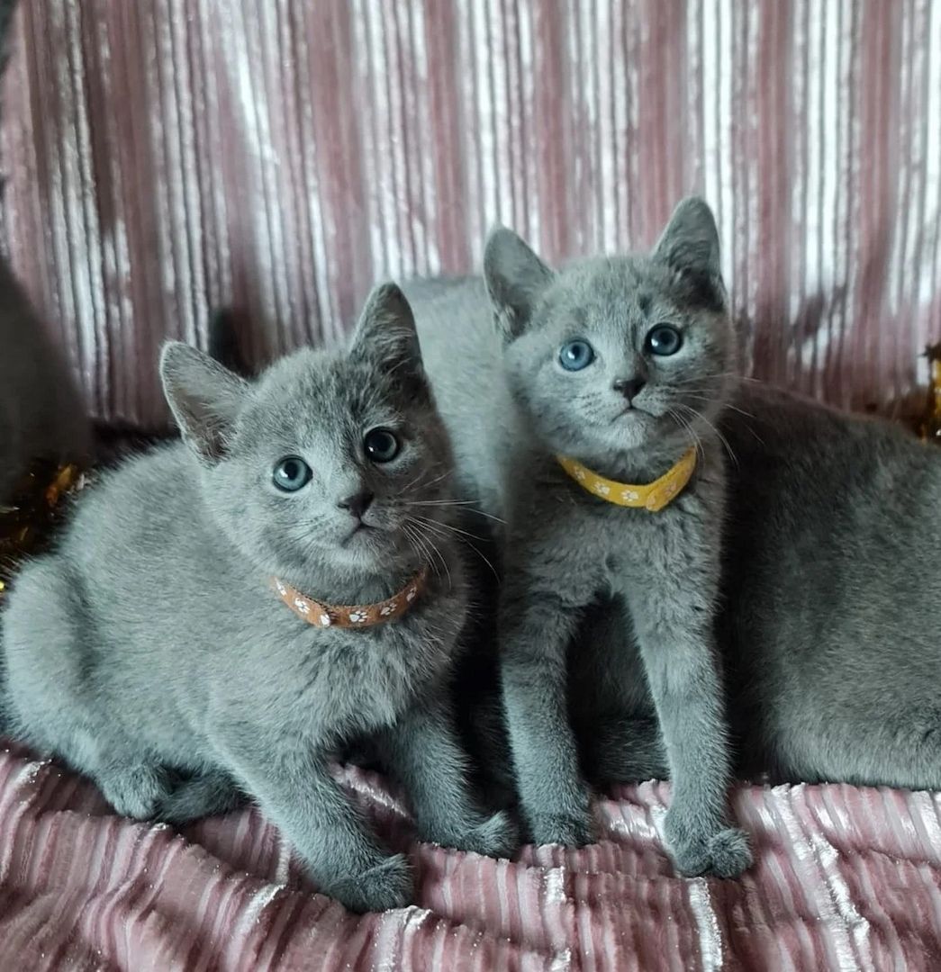 russische blaue Kätzchen