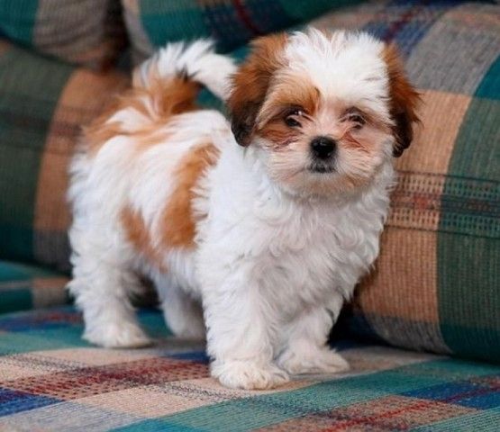 Shih Tzu Welpen