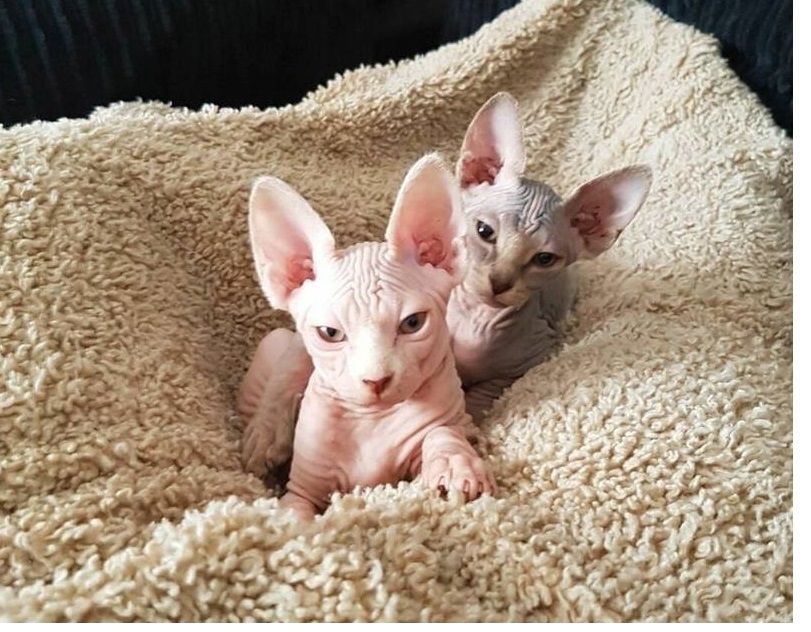 Entwurmt Sphynx Katzen, Schön Geimpft,