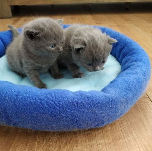 Britisch Kurzhaar Kater.