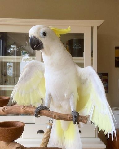 Sehr freundliche Kakadu-Papageien