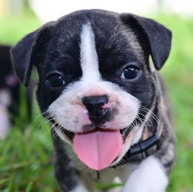 Französischen Bulldoggenwelpen