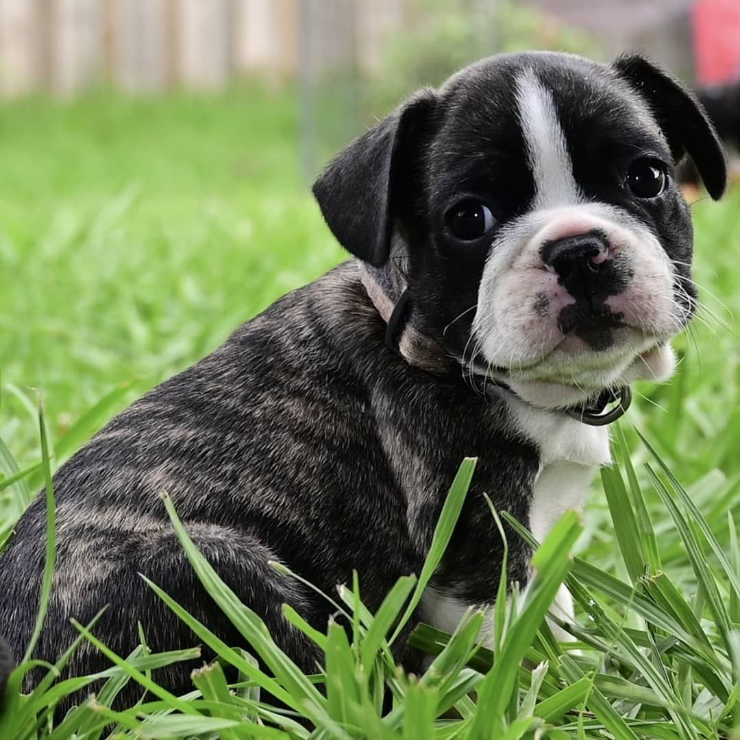 Französischen Bulldoggenwelpen