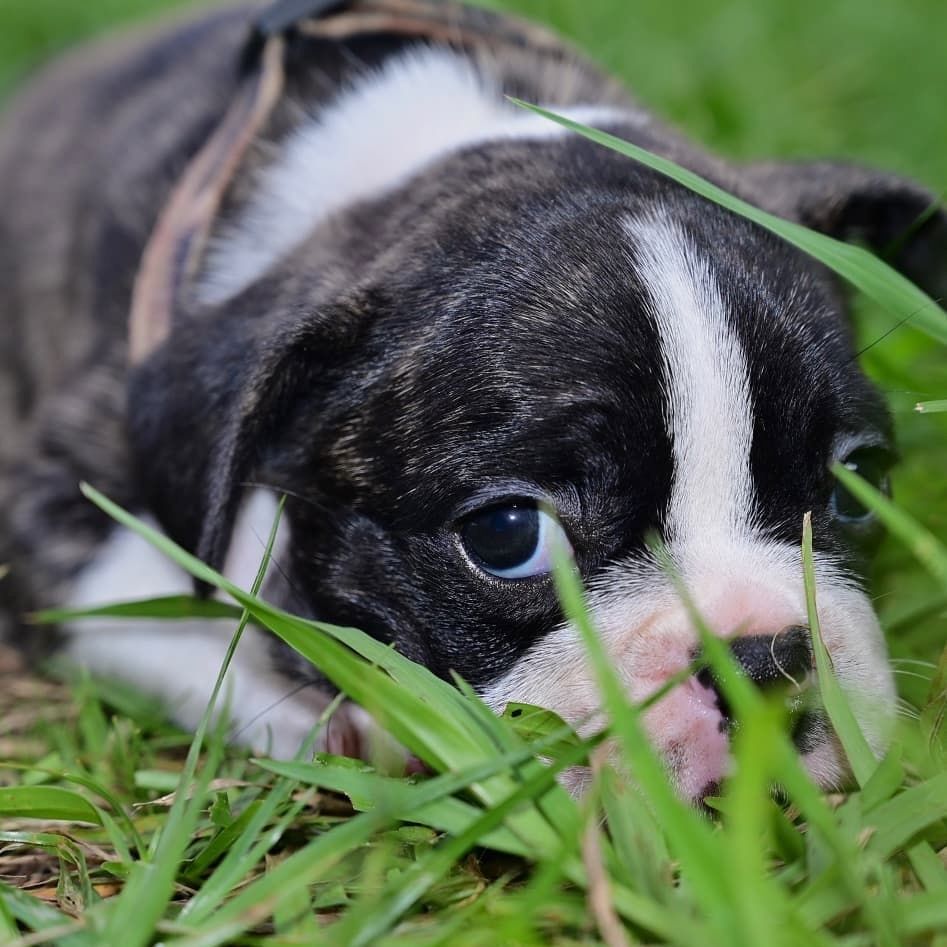 Französischen Bulldoggenwelpen