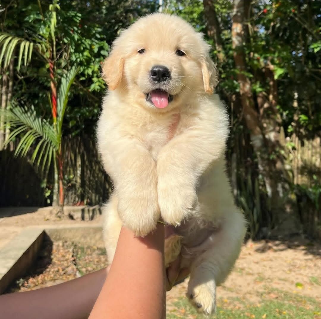 Golden Retriever Welpe zu verkaufen