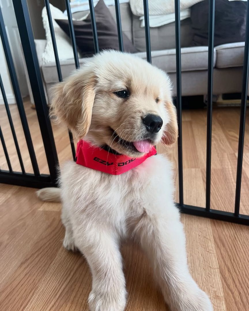 Golden Retriever Welpe zu verkaufen