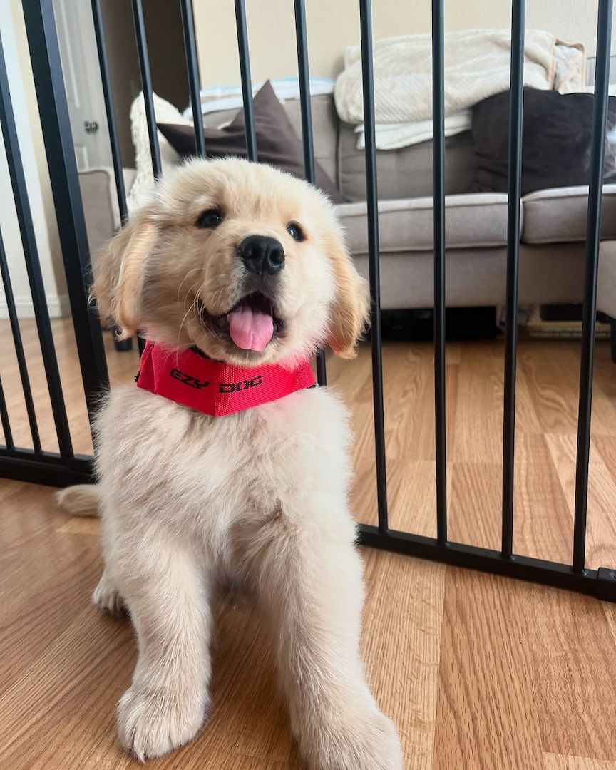 Golden Retriever Welpe zu verkaufen