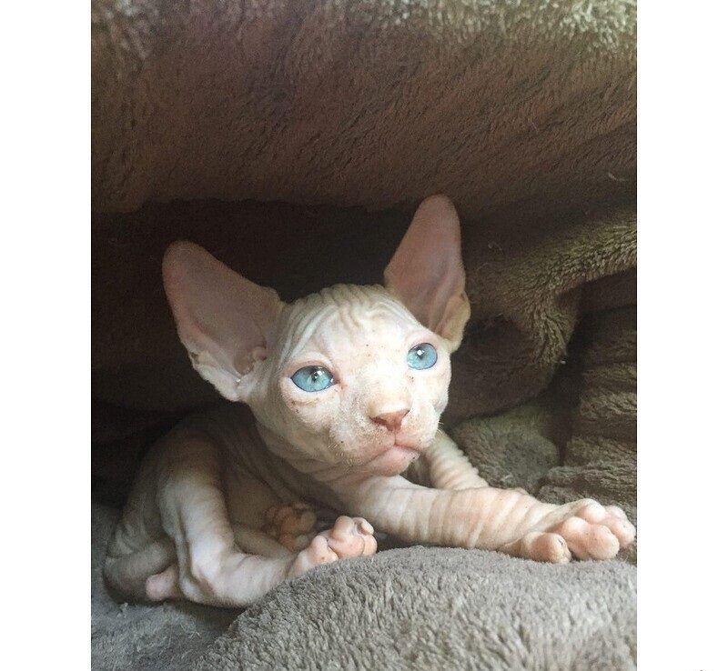 Sphynx-Kätzchen zu verkaufen.