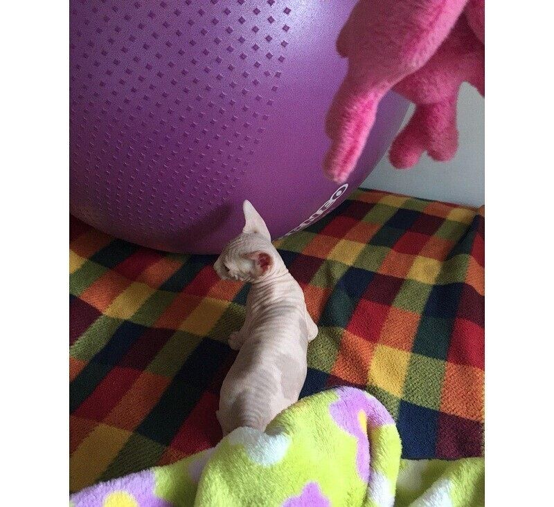 Sphynx-Kätzchen zu verkaufen.