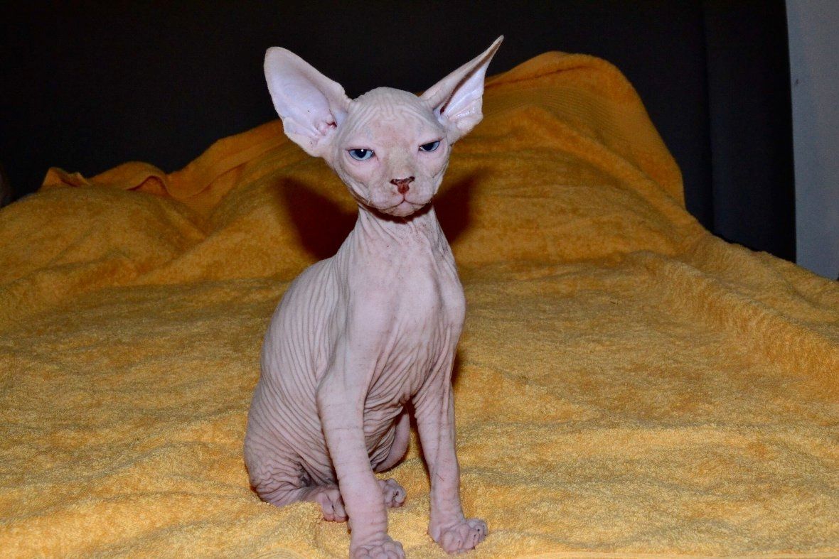 Sphynx-Kätzchen!