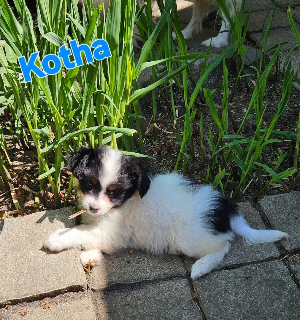 Papillon Welpen suchen ihre neue Familie