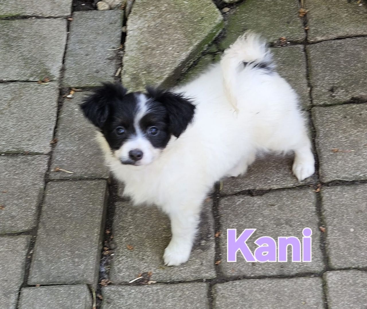 Papillon Welpen suchen ihre neue Familie