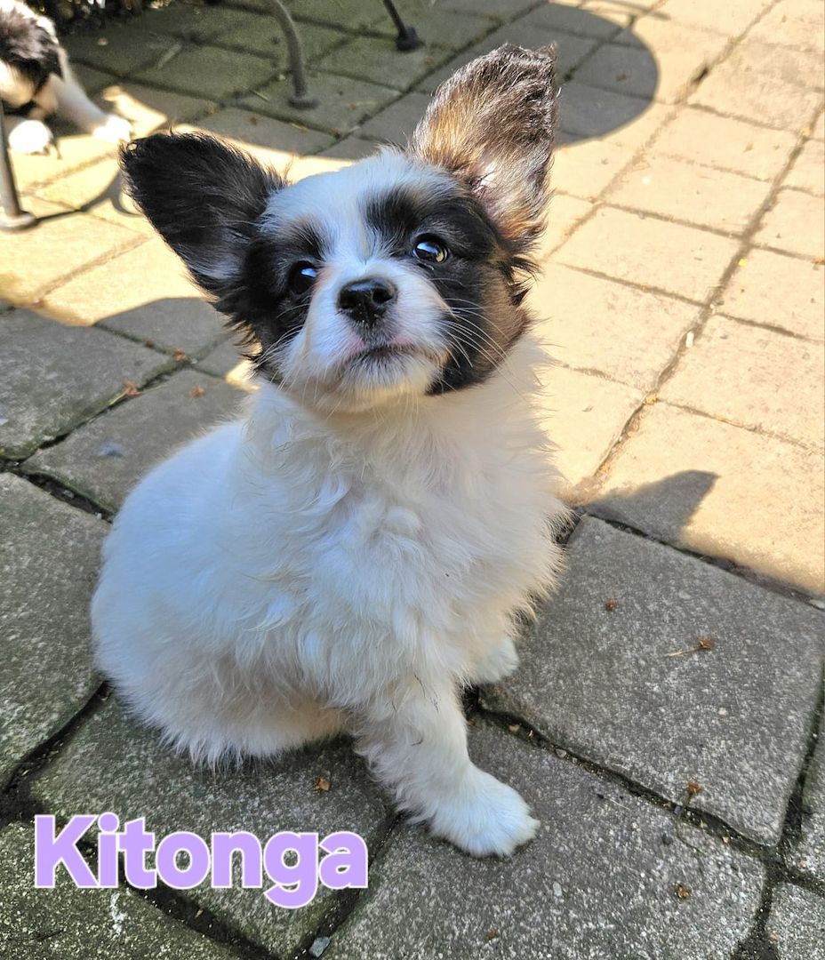 Papillon Welpen suchen ihre neue Familie