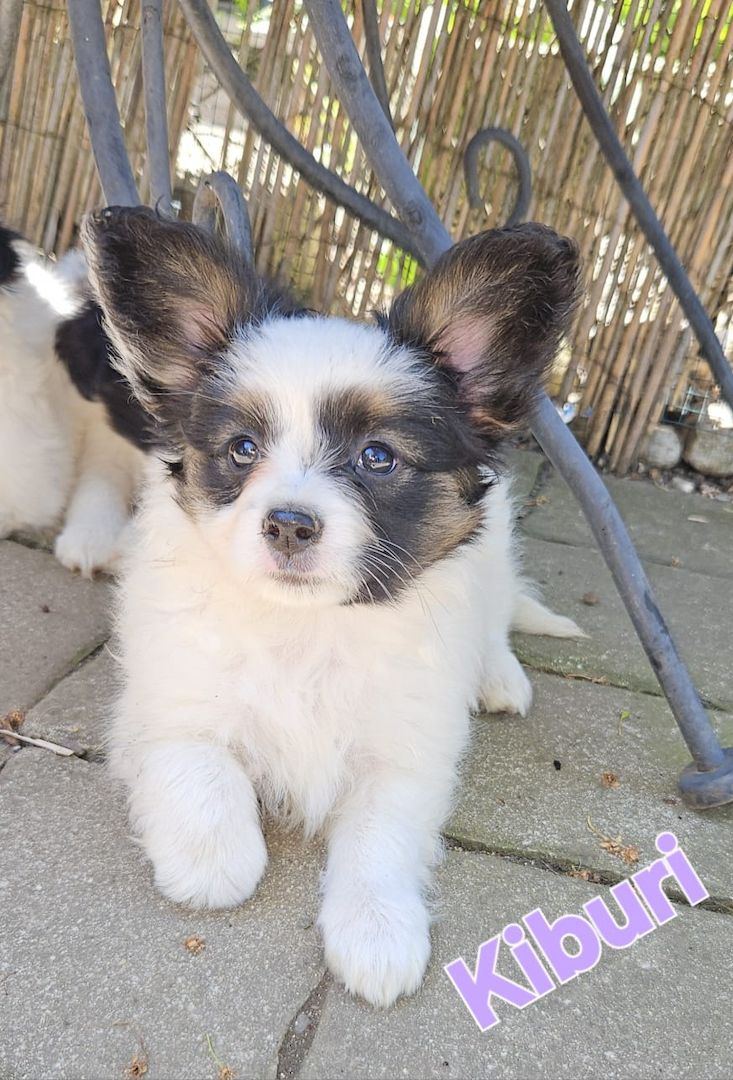 Papillon Welpen suchen ihre neue Familie