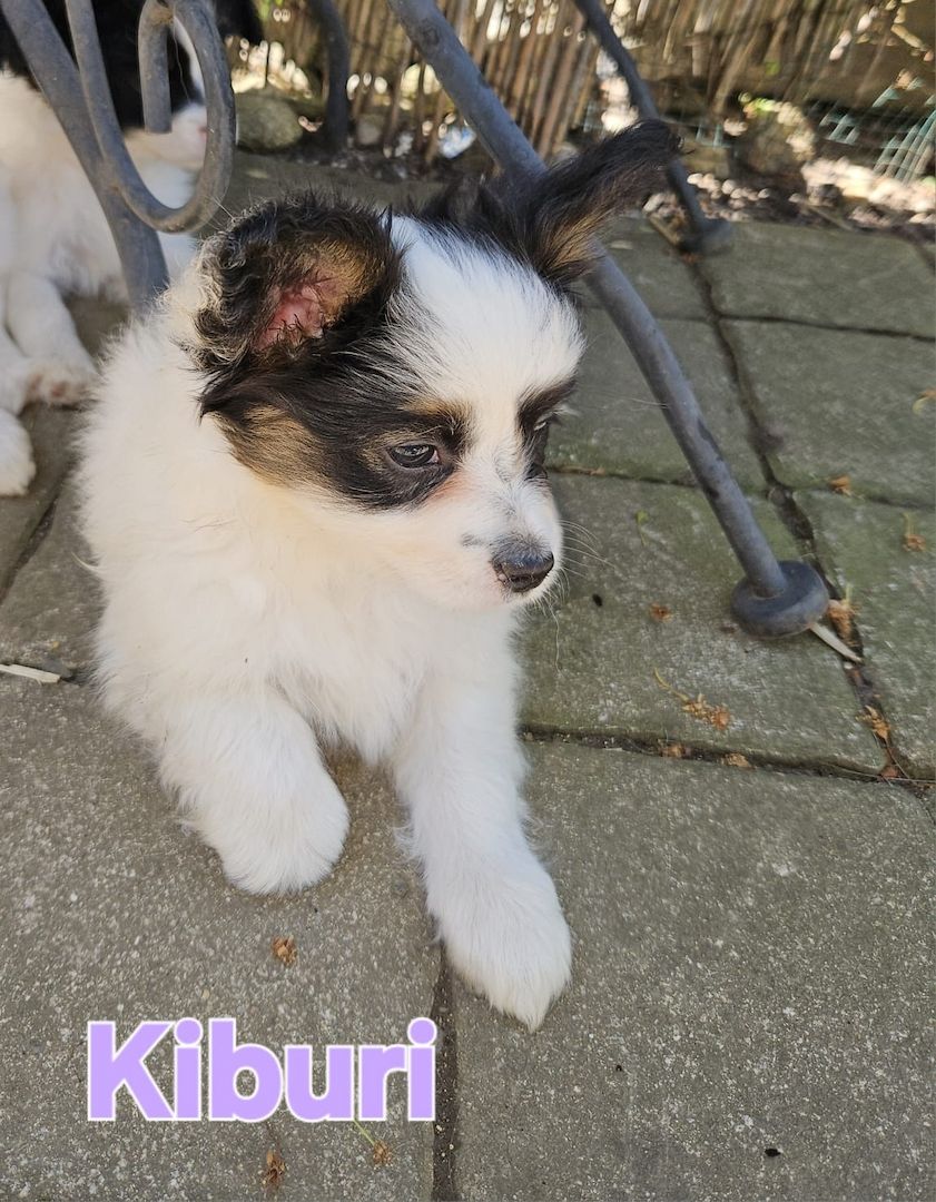 Papillon Welpen suchen ihre neue Familie