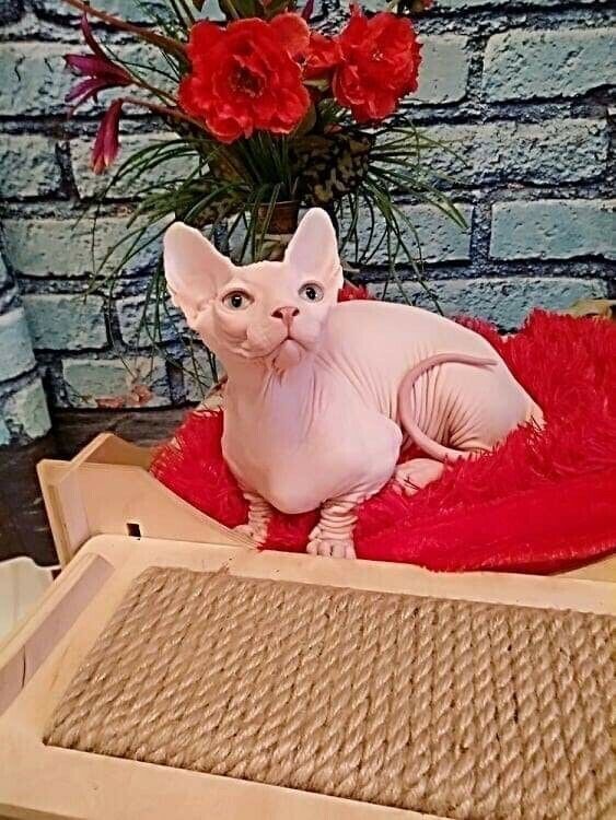 Sphynx-Kätzchen jetzt erhältlich.