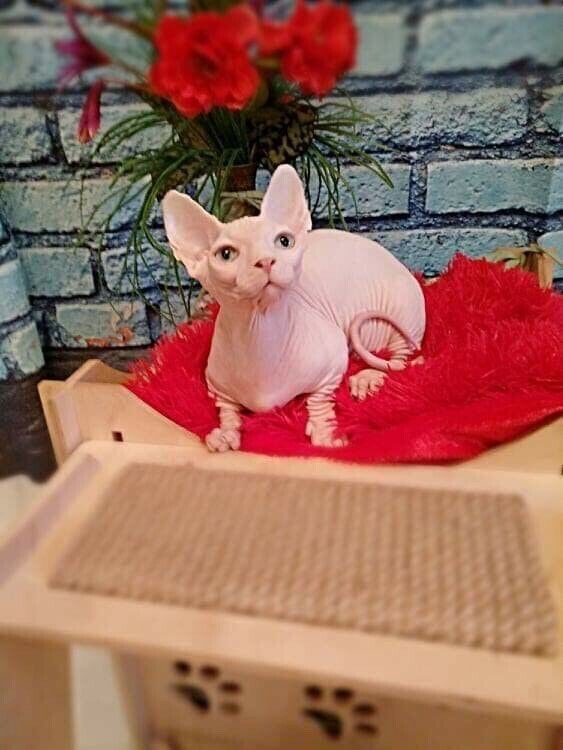 Sphynx-Kätzchen jetzt erhältlich.