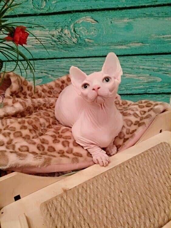 Sphynx-Kätzchen jetzt erhältlich.