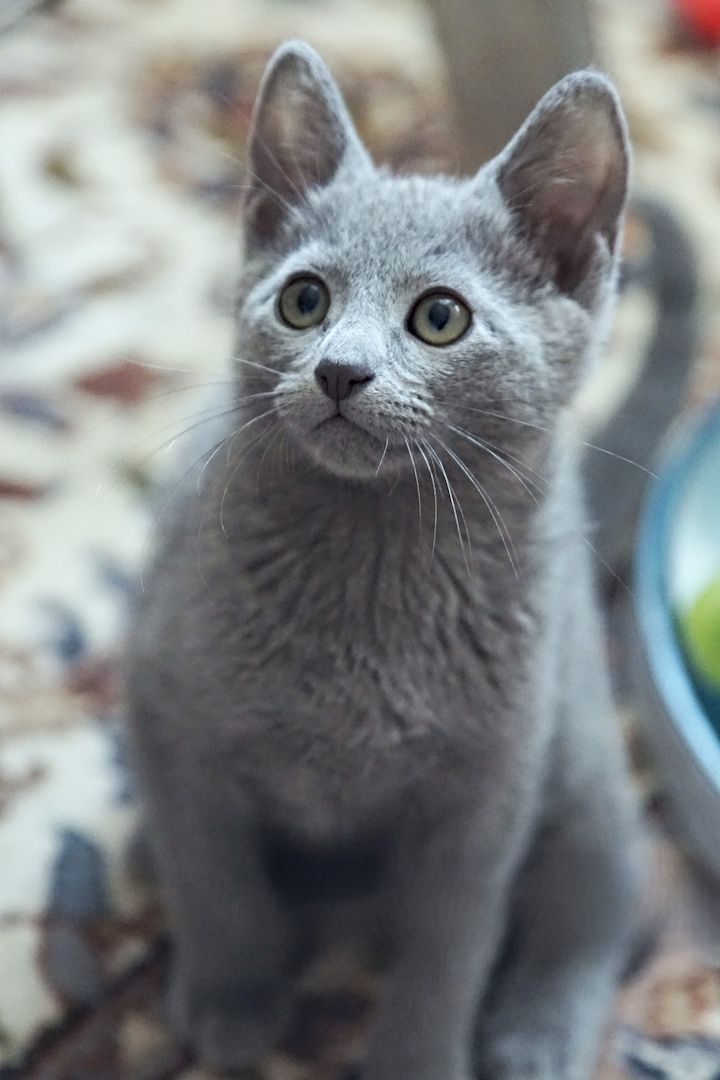 Russisch Blau Kitten m. Abstammungsurkunde