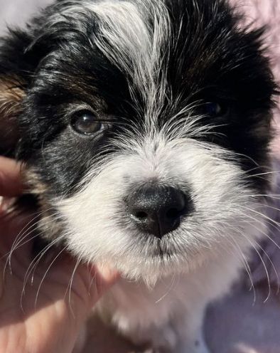 Yorkshire Terrier-Mix-Welpen – letzte zwei suchen ihr Zuhause!