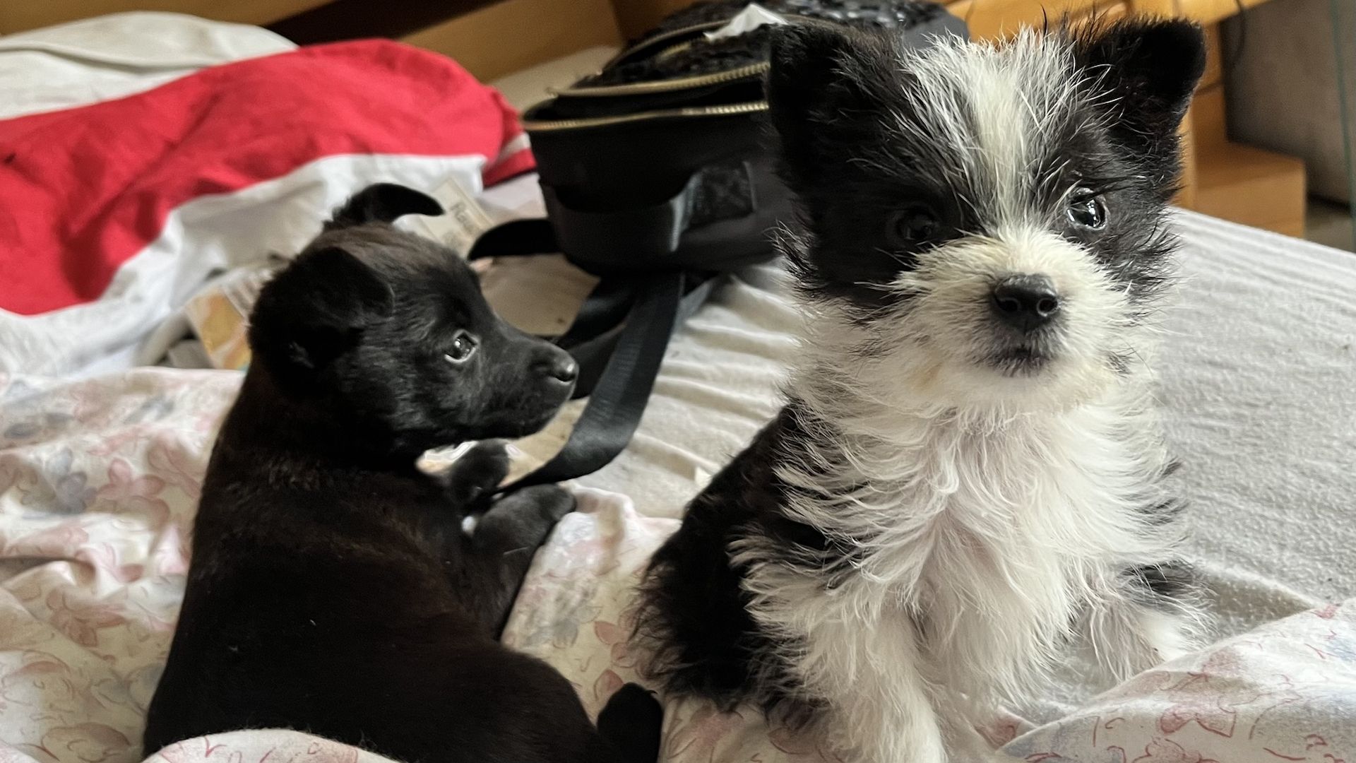 Yorkshire Terrier-Mix-Welpen – letzte zwei suchen ihr Zuhause!