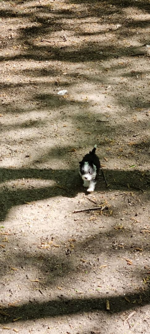 Yorkshire Terrier-Mix-Welpen – letzte zwei suchen ihr Zuhause!